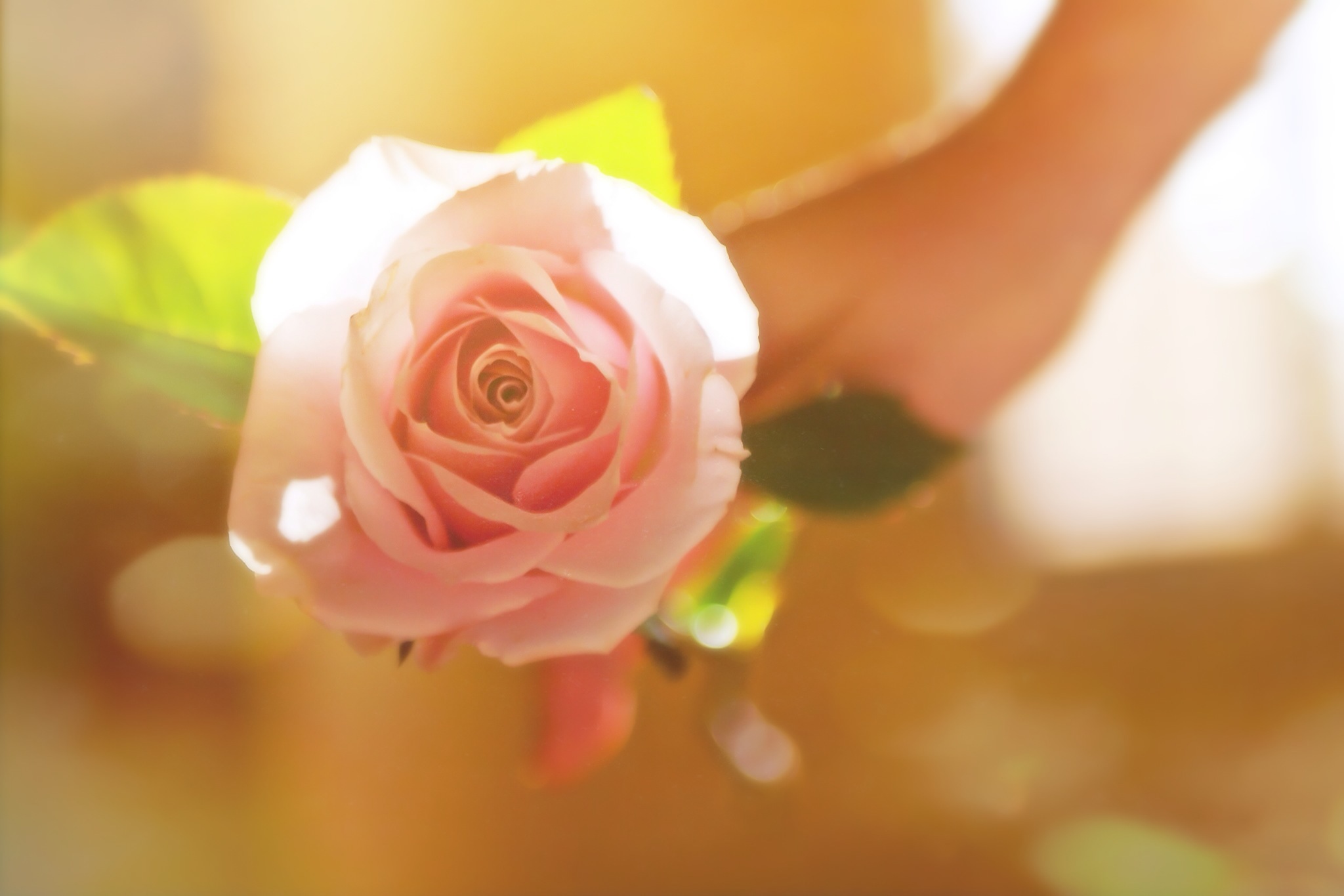 natural-light-setting_t20_kx6o1r
